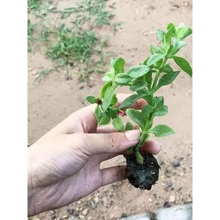 田七苗牡丹吊兰 四季种植室内盆栽地栽阳台栽种 田七蔬菜苗