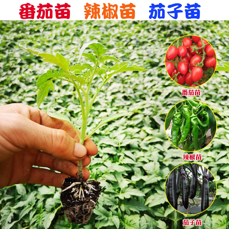 蔬菜苗子番茄辣椒秋葵甜西