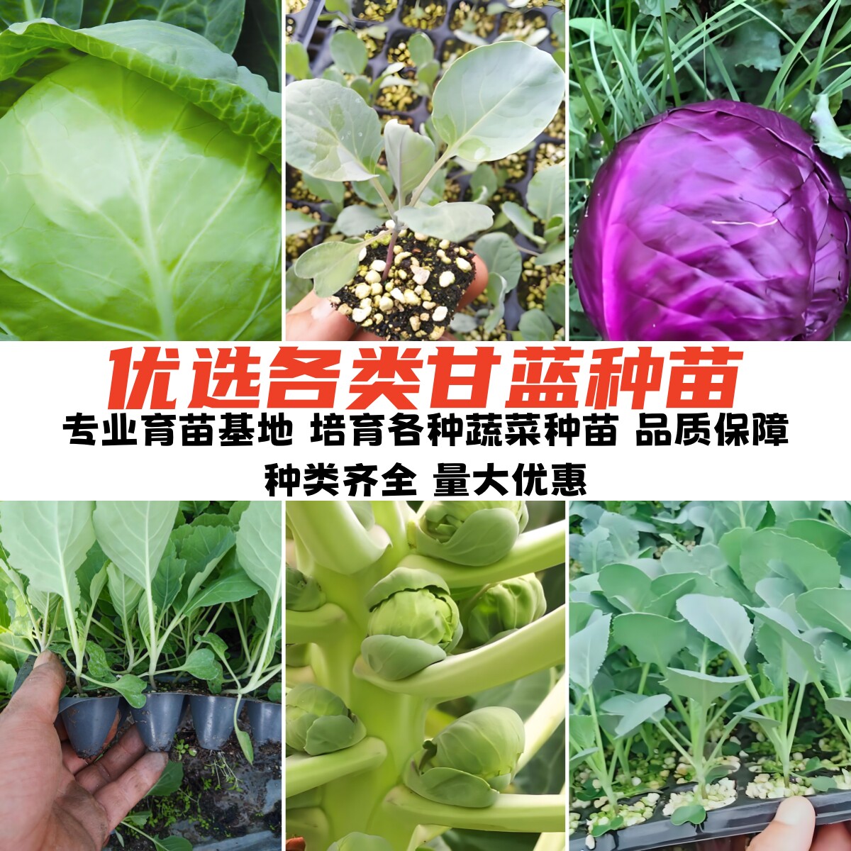 绿甘蓝苗秧高产包菜种子孢