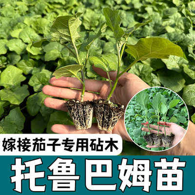 托鲁巴姆茄子嫁接砧木苗秧