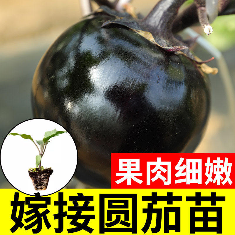 四季茄子秧苗盆栽嫁接老品