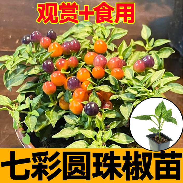 七彩圆珠椒秧苗带土球观赏