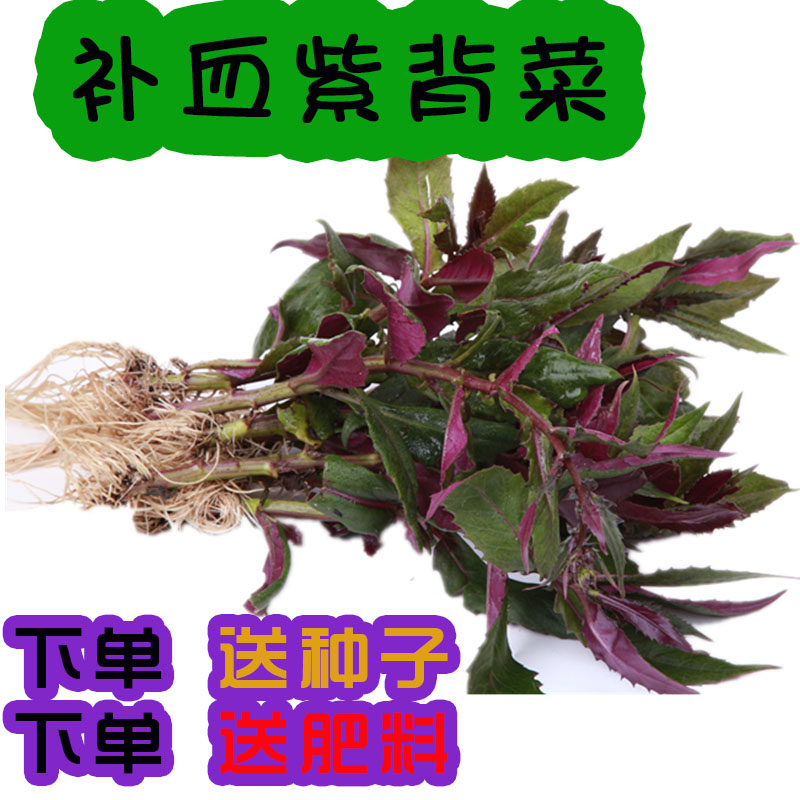 紫背菜苗子四季蔬种观音血