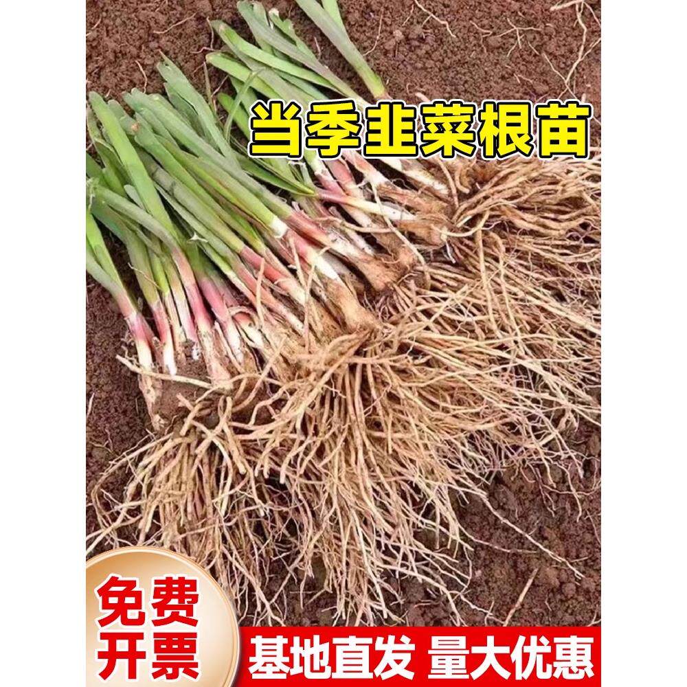 现挖四季韭菜根苗带土红大