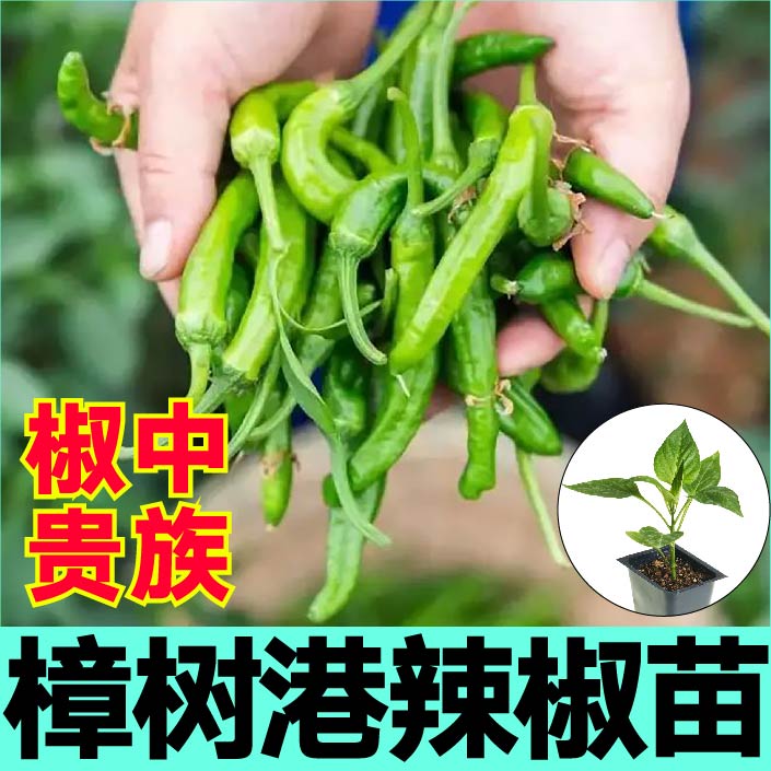 正宗湖南樟树港辣椒苗秧中