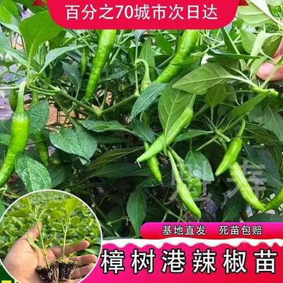 正宗湖南樟树港辣椒苗秧皮