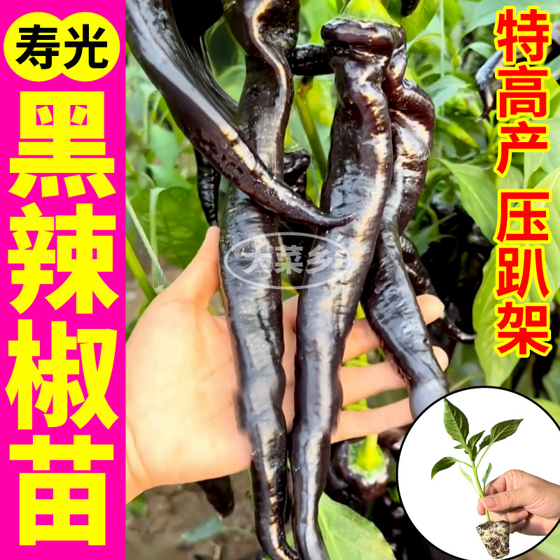 寿光黑辣椒苗秧高产紫螺丝
