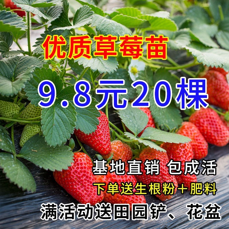 日本章姬奶油草莓苗室内阳