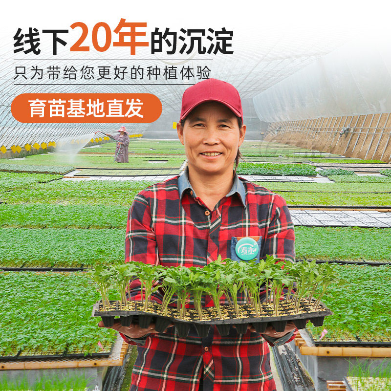 四季春南方蔬菜小秧苗千禧