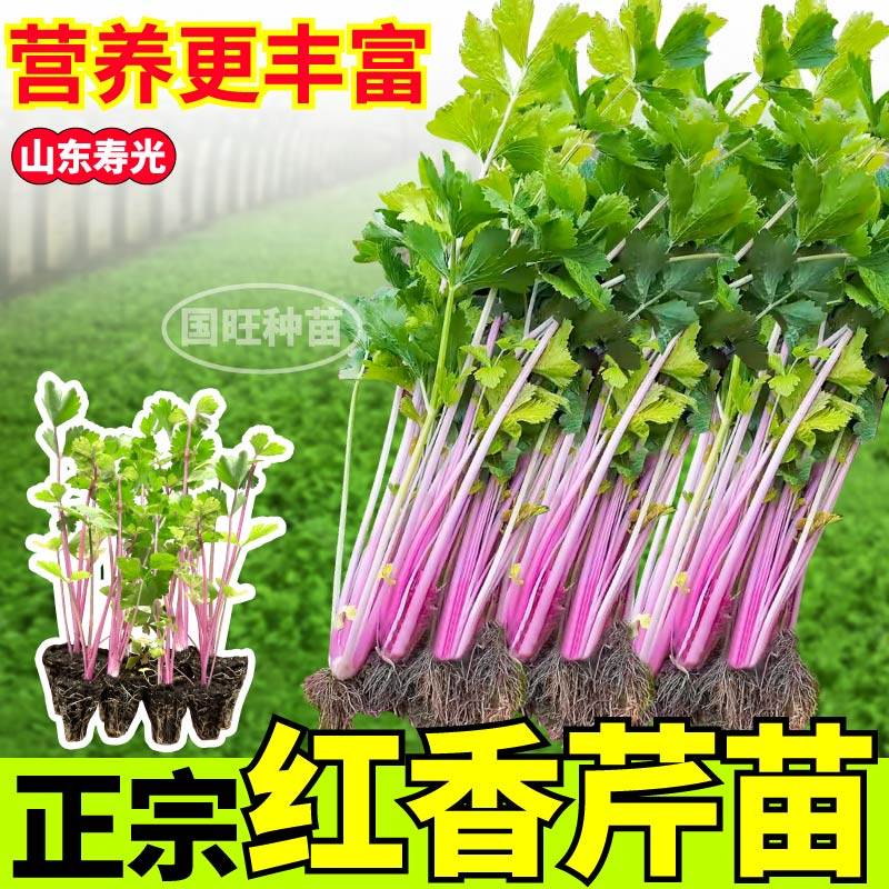 寿光正宗红香芹苗秧味浓水
