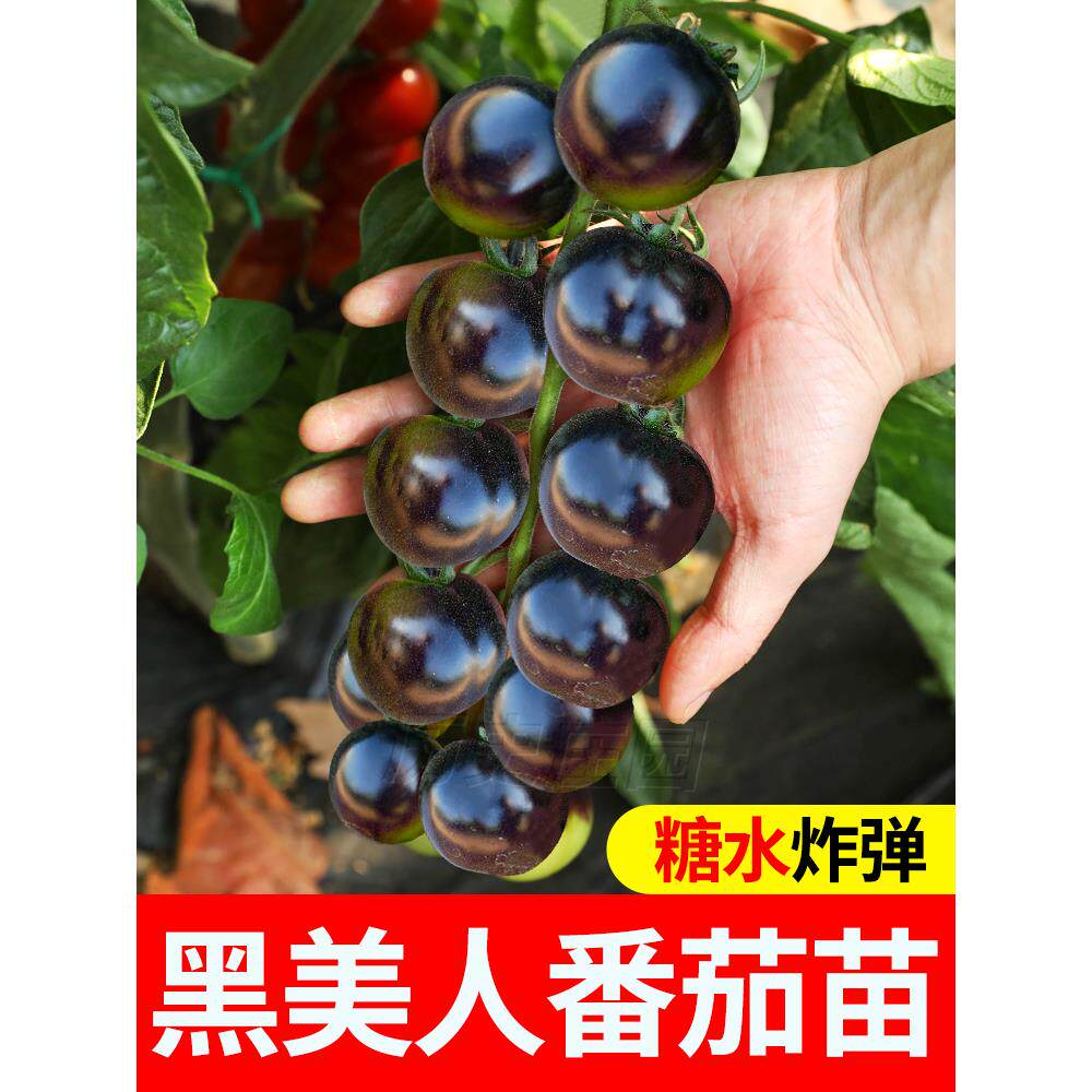 黑美人小珍珠番茄苗秧种子