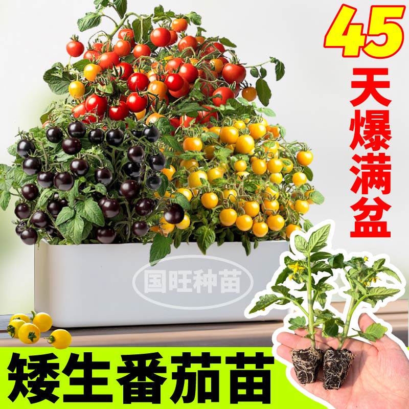 超甜矮生盆栽番茄苗秧红黄
