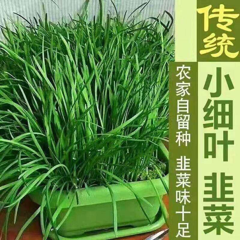 现挖新韭菜根苗香小叶细四