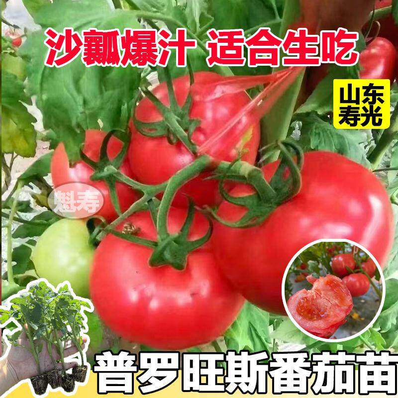 沙瓤普罗旺斯番茄秧苗西红