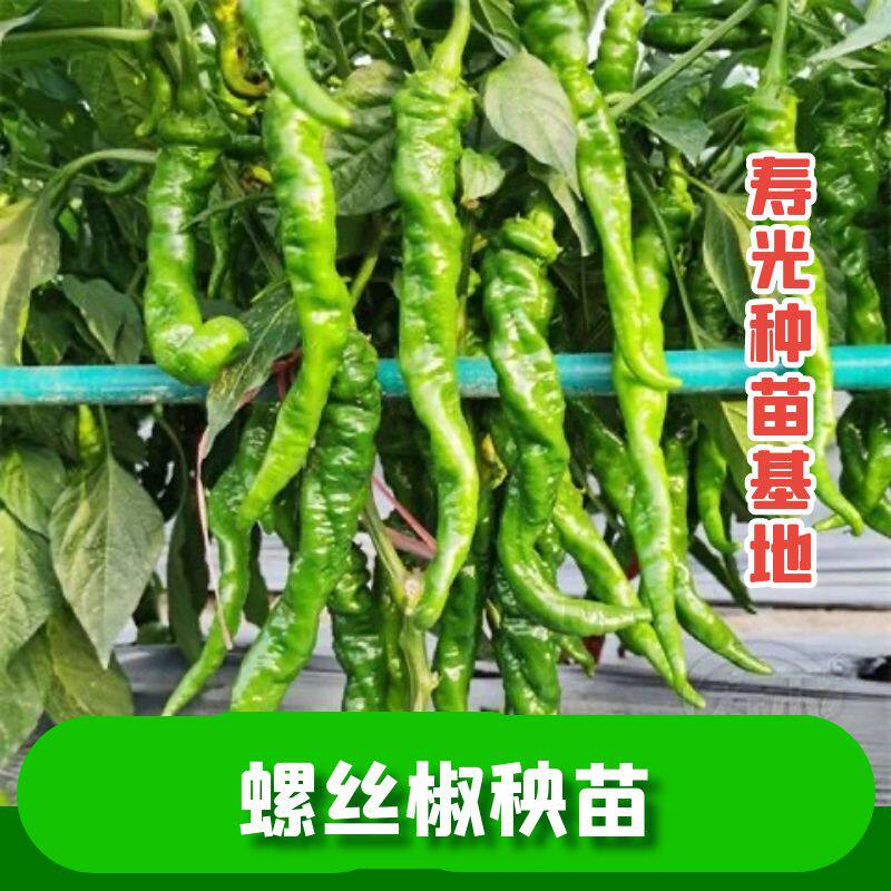 正宗高产螺丝椒秧苗大果高产苗子