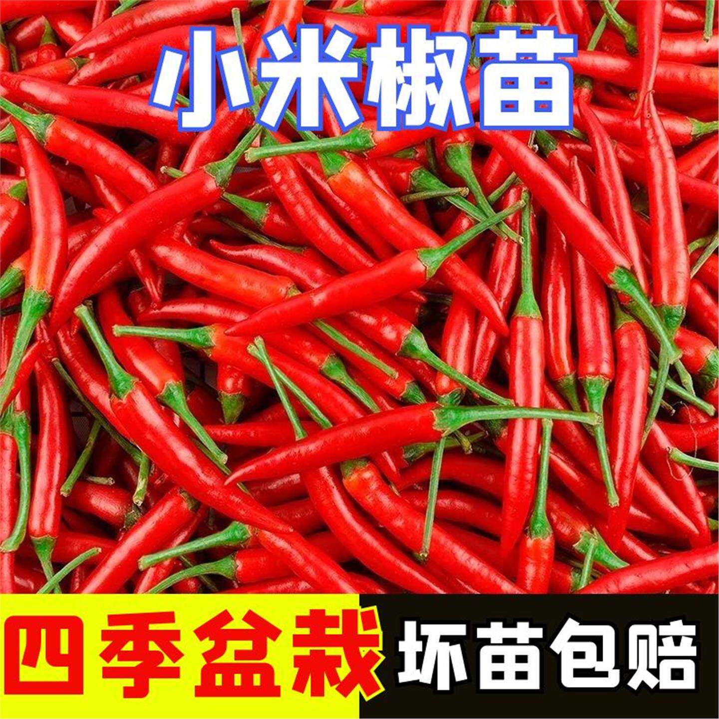 辣椒种苗朝天小米薄皮长线