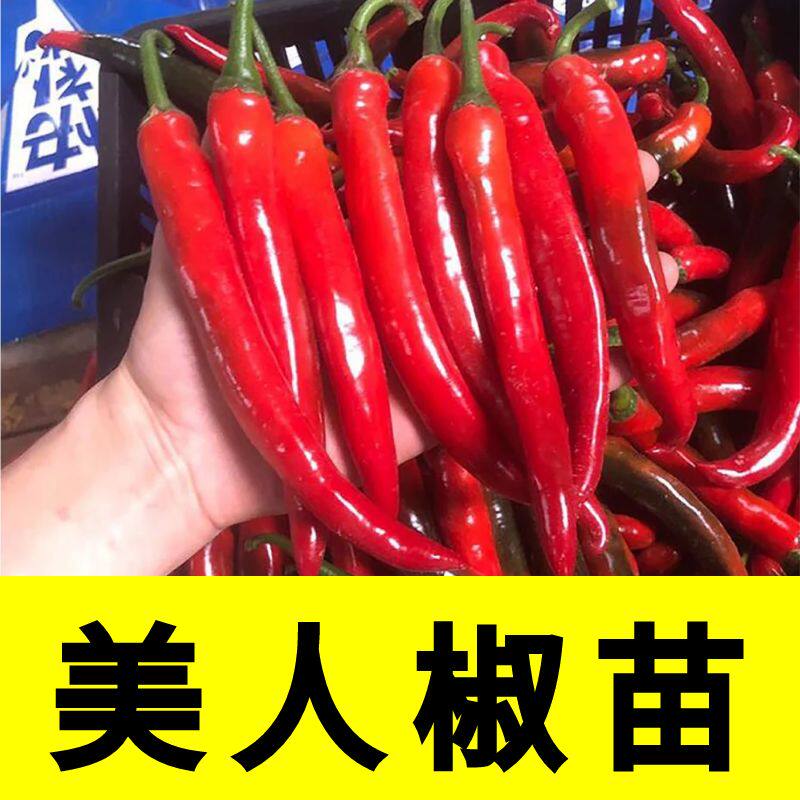 红丰美人椒辣苗子种秧四季