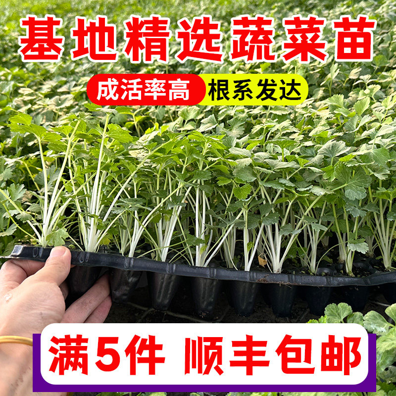 各种蔬菜苗辣椒朝天小米子
