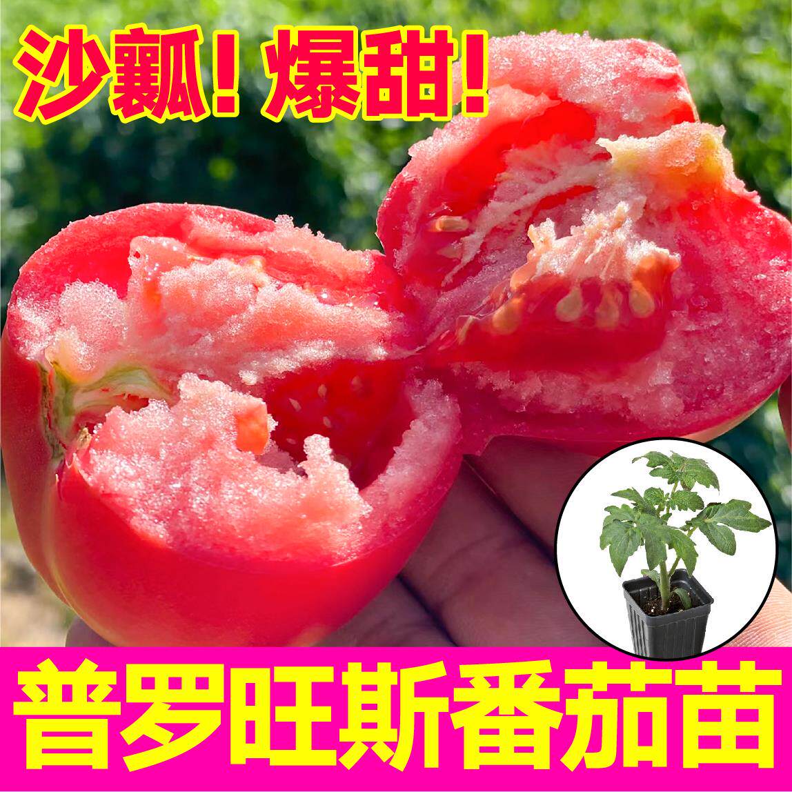 普罗旺斯番茄苗秧四季春秋