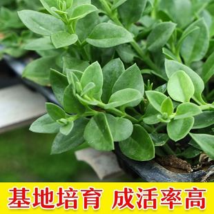 田七种苗四季种植室内盆栽天然营养可食用阳台栽种正宗田七蔬菜苗