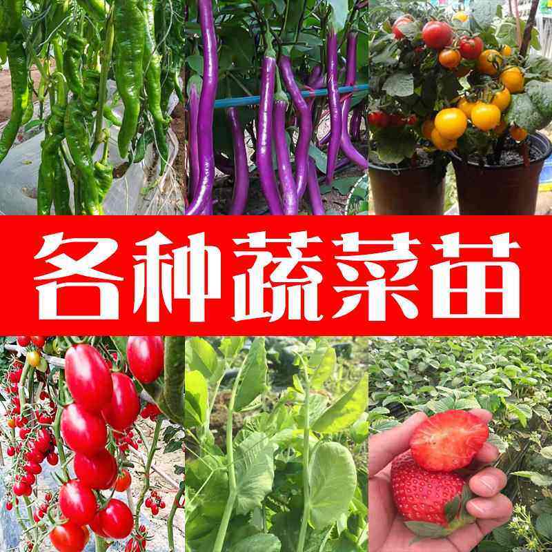 西红柿苗小圣女果番茄辣椒