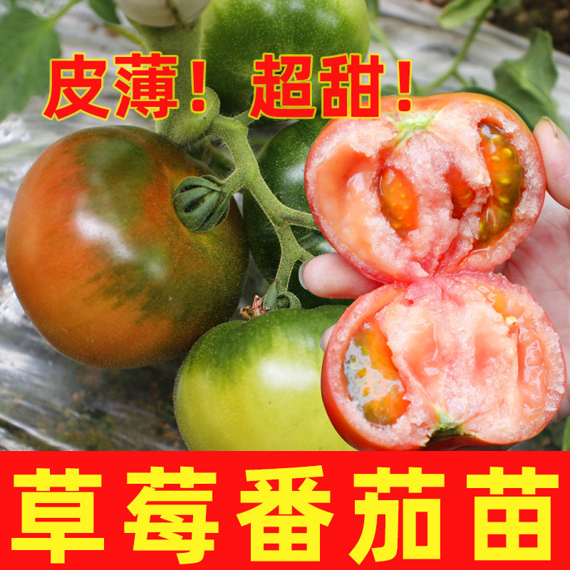 正宗铁皮草莓柿子苗秧西红