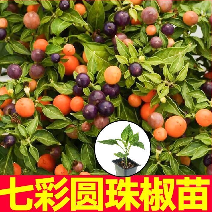 观赏食用七彩圆珠椒秧苗带
