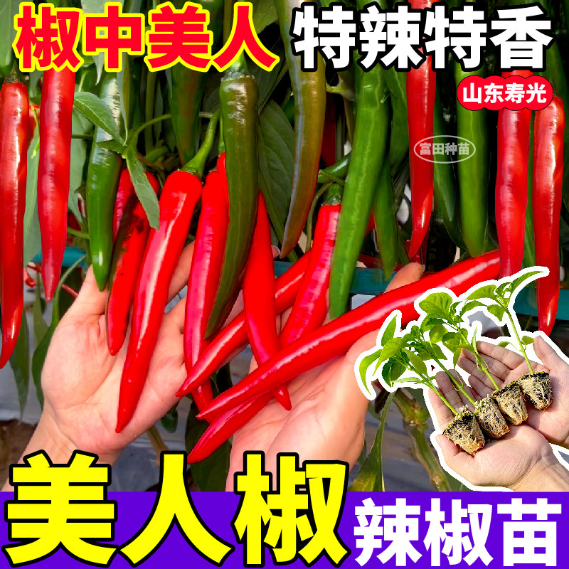 寿光香辣美人椒秧苗摘不败
