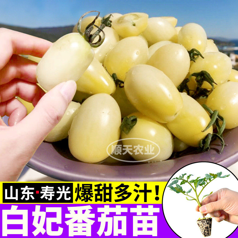 山东寿光白妃番茄苗秧四季