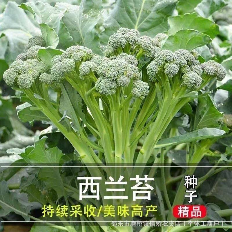 西兰苔种子籽花苗秧芥蓝菜