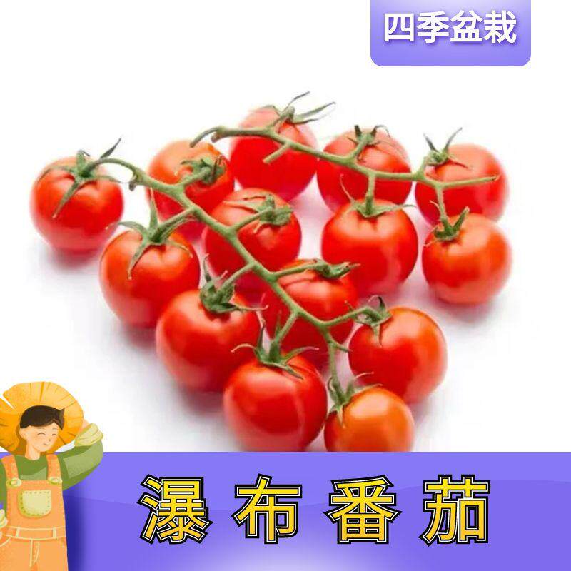 瀑布小番茄苗千禧圣女果苗秧盆栽水果矮生老品种蔬菜种子籽蕃阳台