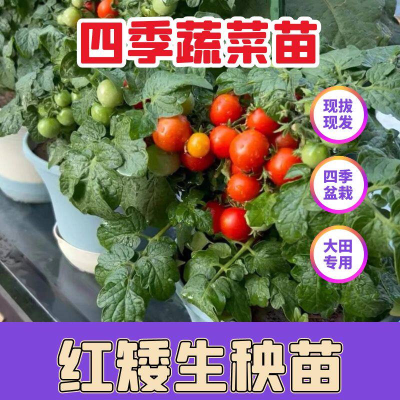 正宗盆栽阳台小番茄苗矮生番茄苗