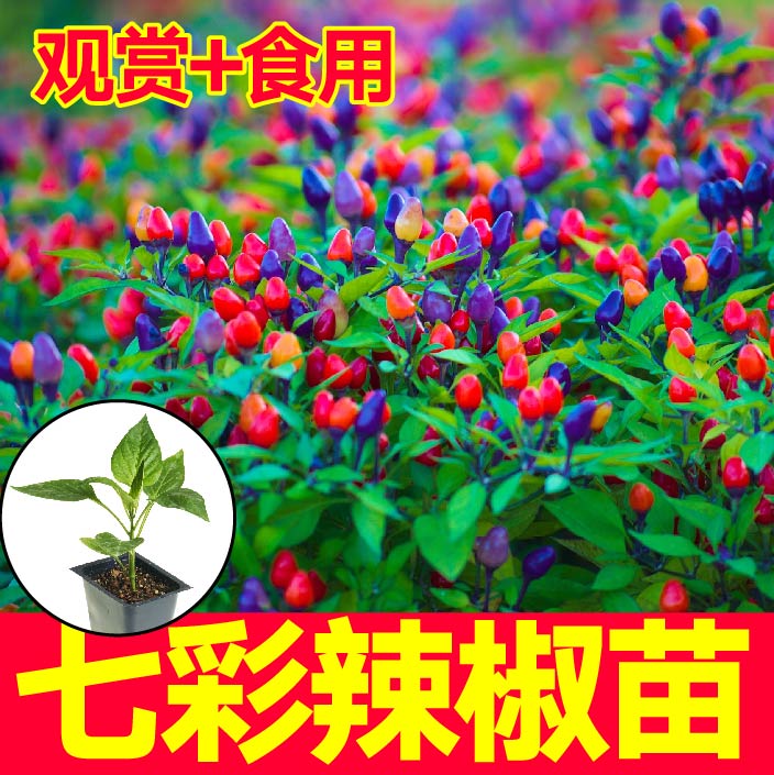 食用观赏七彩小辣椒苗秧带
