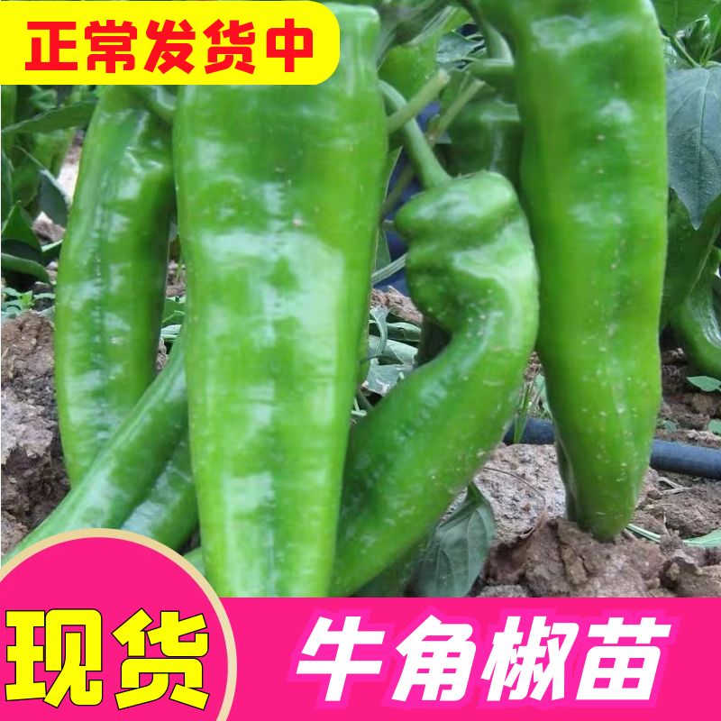 正宗特大牛角椒苗四季阳台苗