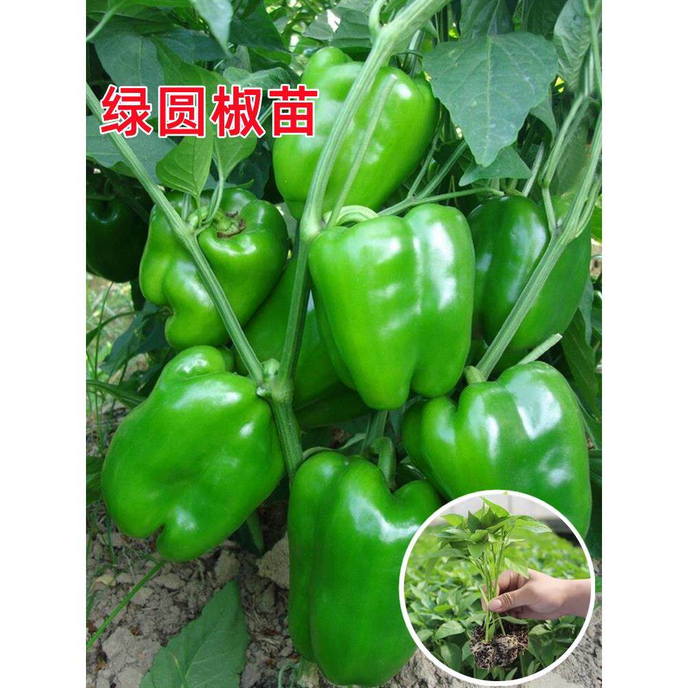 高产圆椒菜苗辣秧青太空方