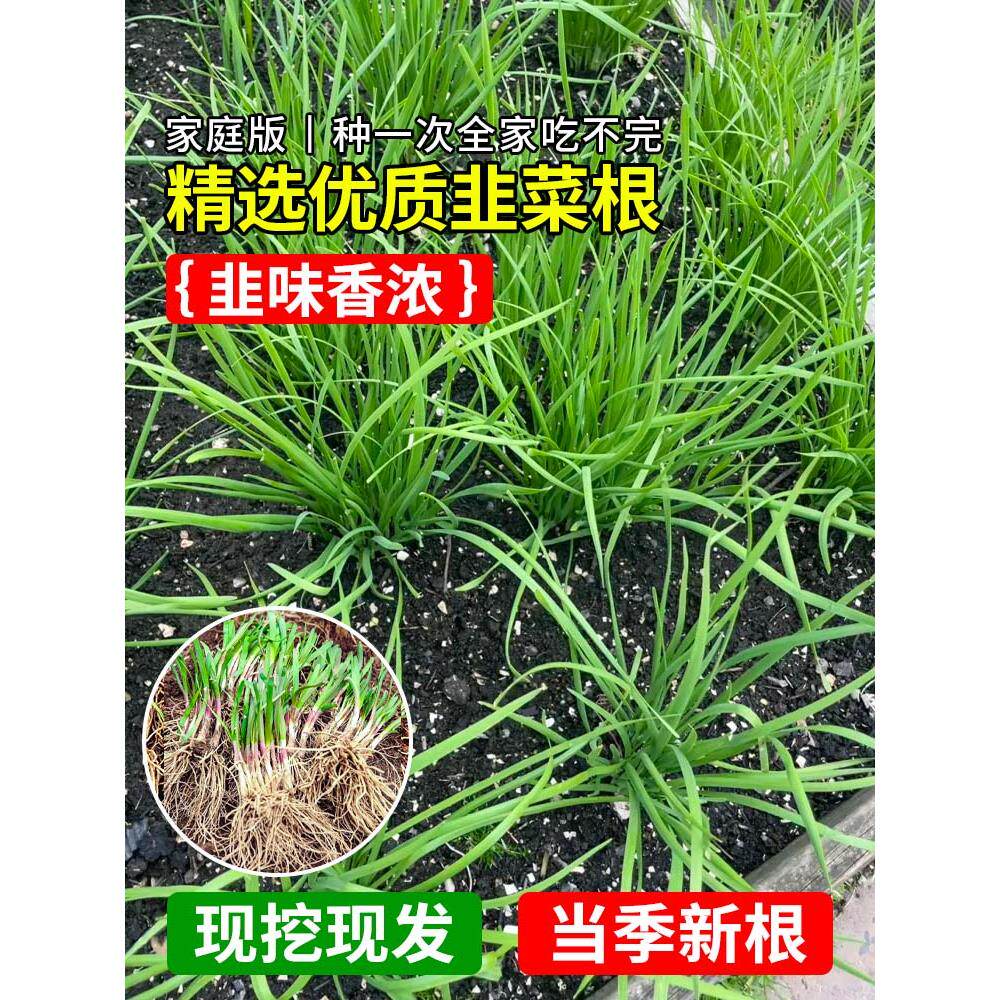 四季韭菜根苗紫红大叶宽带