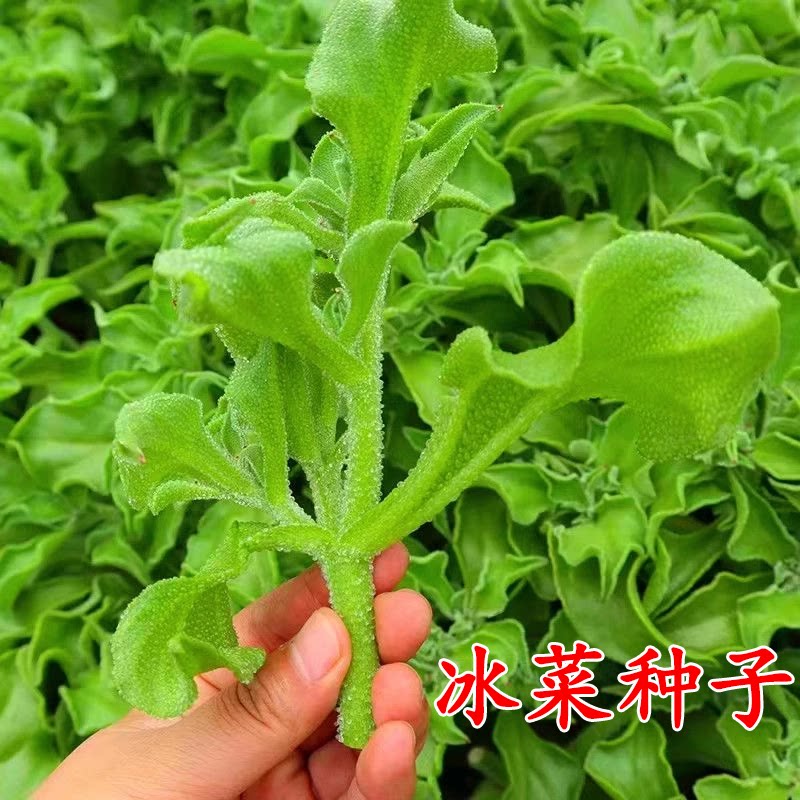 冰菜种子秋盆栽蔬籽草苗四