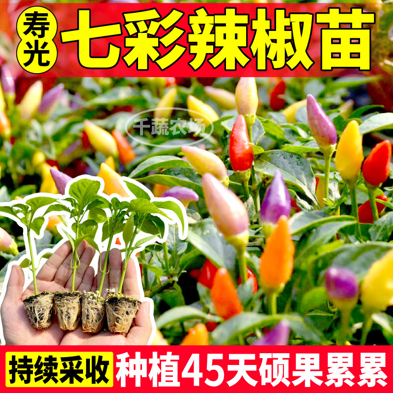 寿光七彩辣椒苗秧四季持续