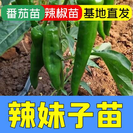 寿光巨辣特香辣妹子苗秧带土球发货四季春秋盆栽薄皮青尖辣椒秧苗