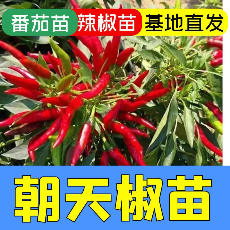 特色朝天椒秧苗特色小辣椒苗子