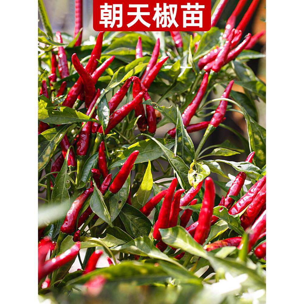五彩朝天椒小米种孑螺丝辣