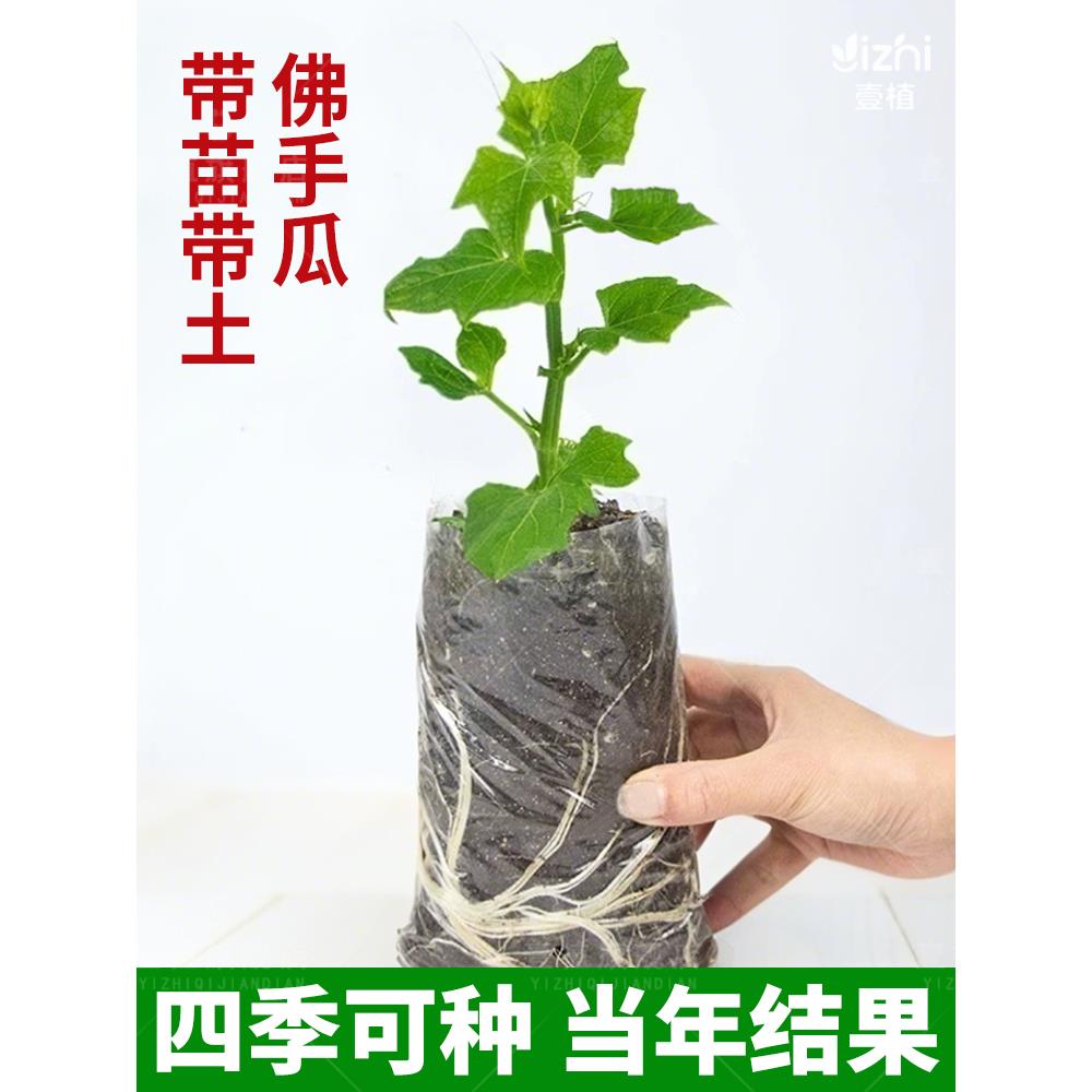 佛手瓜苗秧种带土芽四季蔬