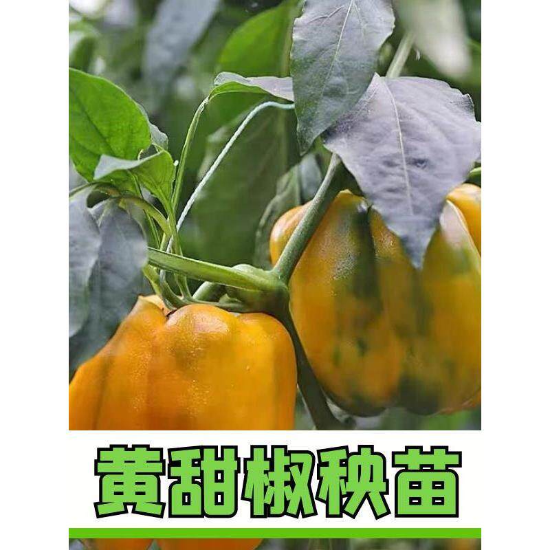 黄色五彩甜椒秧苗红青四季