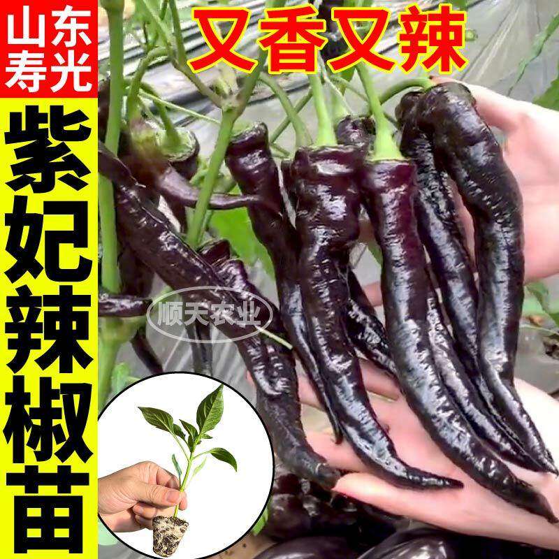 超大果紫妃辣椒苗秧高产螺