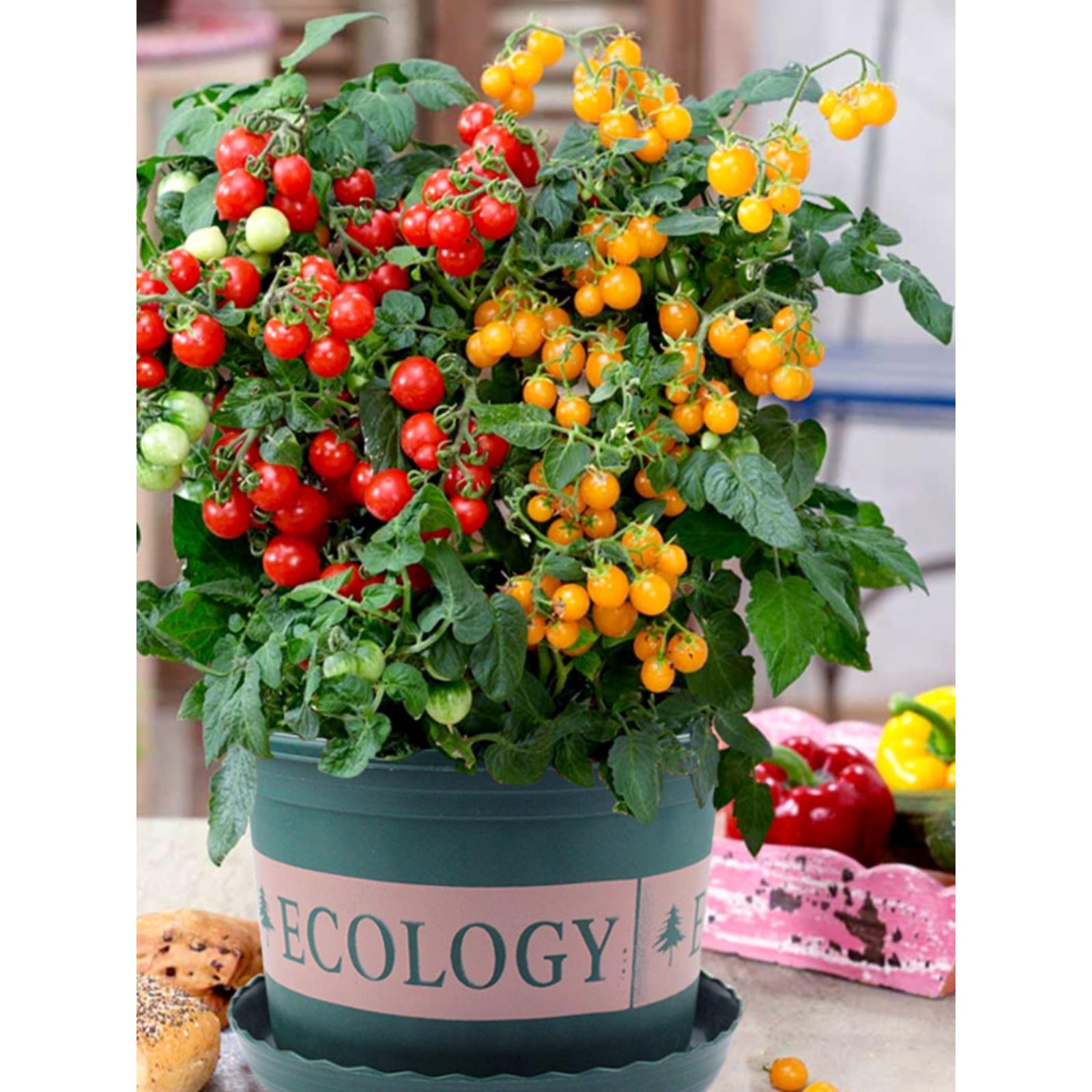 寿光矮生小番茄苗秧红黄色