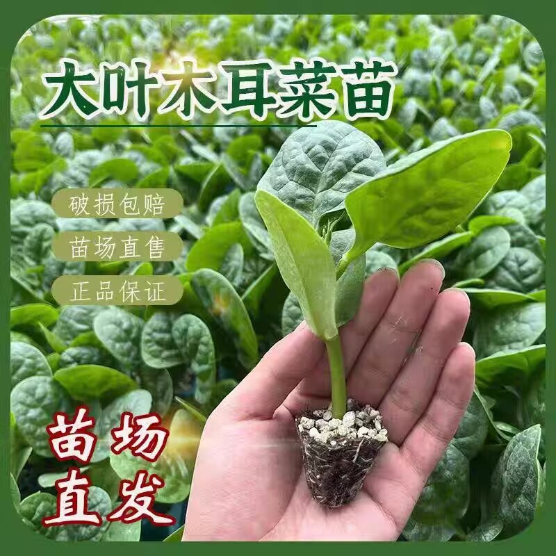 大叶木耳菜苗秧四季小青蔬
