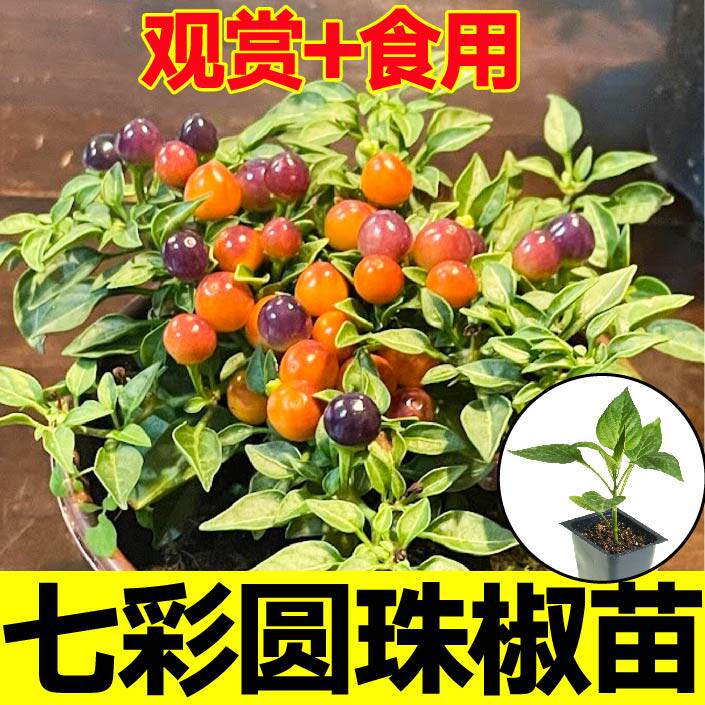 寿光七彩圆珠椒苗秧魔鬼朝