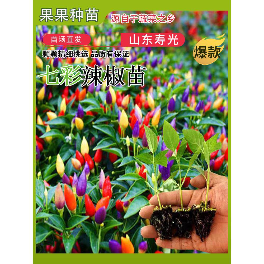 超辣七彩椒朝天子弹头迷你