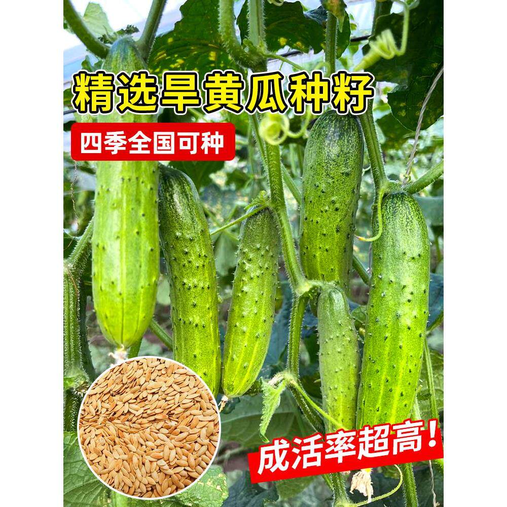 四季高产旱黄瓜种子唐山秋