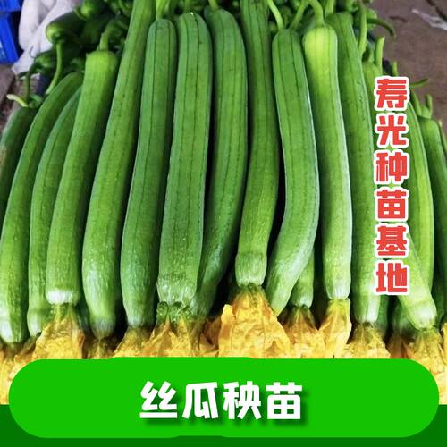 正宗高产丝瓜秧苗四季盆栽苗